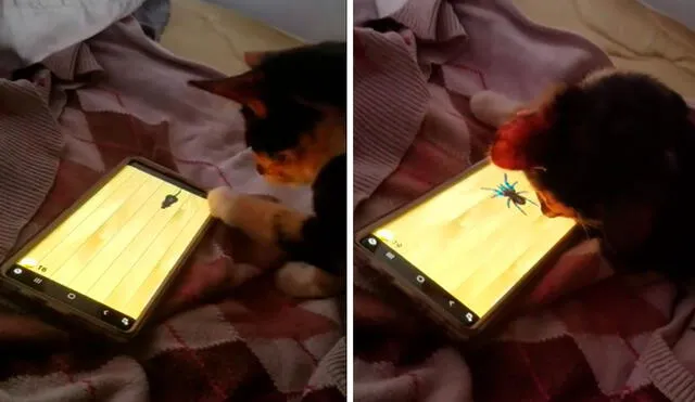 Un joven se descargó una app llamada Mouse for cats para conocer la reacción de su adorable mascota; sin embargo, se llevó una sorpresa al verlo entretenido. Foto: captura de TikTok