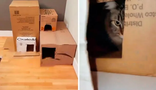 Un joven puso en marcha una ingeniosa idea al usar material reciclable para consentir a su felino y sorprendió con el resultado final. Foto: captura de TikTok