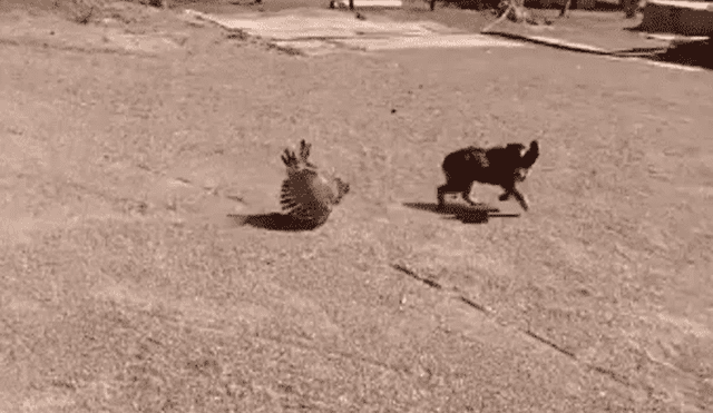 La gallina protagonizó una férrea defensa de sus polluelos. Foto: captura de TikTok