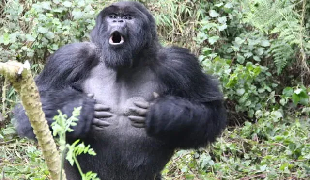 Un gorila se golpea el pecho en medio de la vegetación de su hábitat. Foto: Dian Fossey Gorilla Fund/ PA