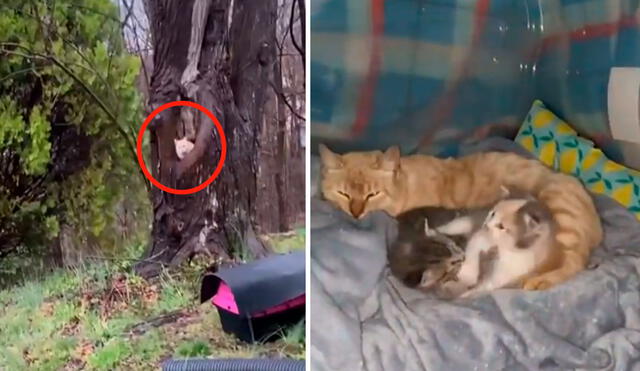 Una pareja armó una improvisada casa en medio del bosque, debido a que encontraron a una gatita que se refugió en un árbol junto a sus bebés. Foto: captura de Facebook