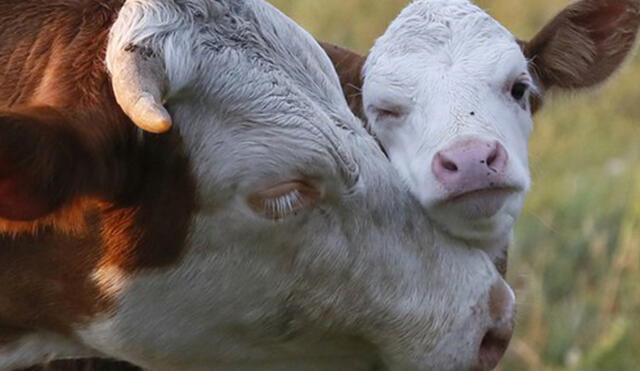 Midagri. Esta póliza de vida beneficiará a los poseedores de ganado vacuno, ovino, caprino, camélido, porcino, entre otros, a nivel nacional. Foto: difusión