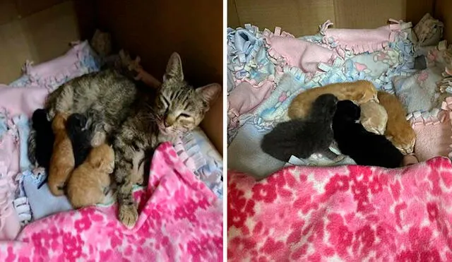 Una gatita se refugió en un establecimiento para dar a luz a sus bebés; sin embargo, el nuevo propietario la descubrió y le ofreció su ayuda. Foto: Nikkifosterscats/ Facebook
