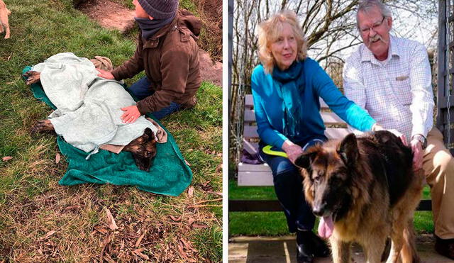 Una perrita consiguió una nueva oportunidad al lado de una pareja, luego que vivió duros momentos al sufrir maltrato de sus antiguos dueños. Foto: RSPCA Radcliffe Animal Centre/ Facebook