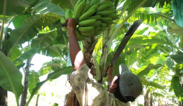 Alerta por presencia de una de las plagas más peligrosas para el banano orgánico.