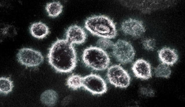 El estudio de diversos fármacos para ser administrados en la pandemia supondrán una lucha complementaria. Foto: Handout / AFP