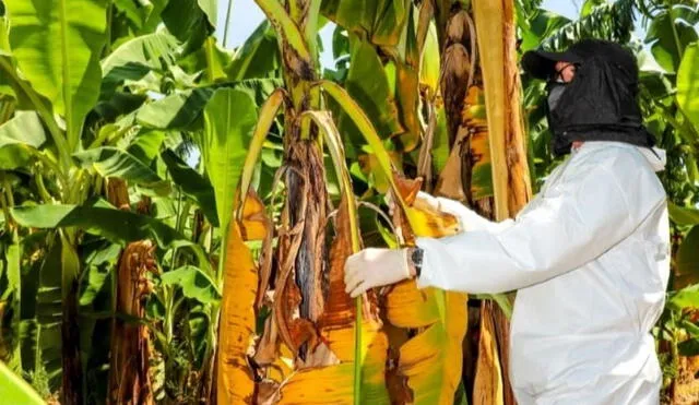 Inician acciones para resguardar producción nacional de plátano en territorio nacional. Foto: Cortesía Senasa