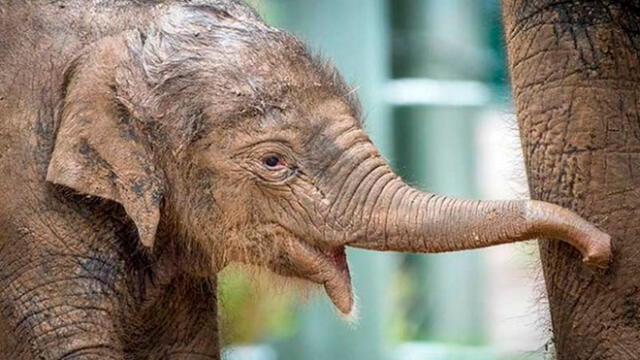 En la India tiene más 50% de la publicación mundial de elefante asiáticos. Foto: Facebook