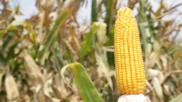 Nuevo material genético potenció calidad del maíz amarillo duro. Foto: INIA.