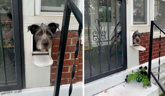 Cada día, un perro acomoda su cabeza en un buzón y espera paciente ver a sus vecinos para alegrarlos con un emotivo saludo. Foto: Courtney Poole/ Facebook