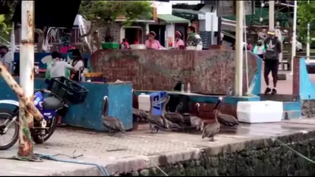 Los animales lograron convencer a los pescadores para que los alimenten. Foto: captura de YouTube