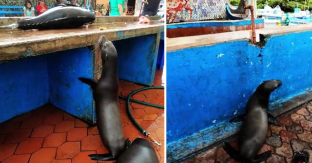 Cada vez que los atunes llegan al muelle, los animales esperan ansiosos. Foto: captura de YouTube