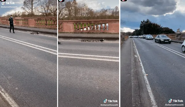 La familia de patos fue escoltada por un policía para evitar un accidente. Foto: captura de TikTok