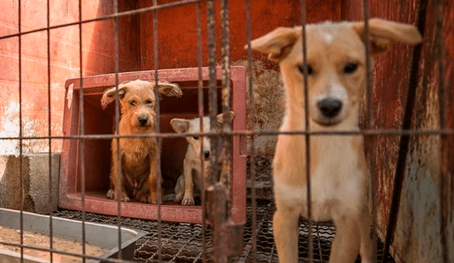 La mascota fue captada por malos ciudadanos encargados de buscar animales para venderlos en los mercados exóticos. Foto: captura de Facebook/HSI