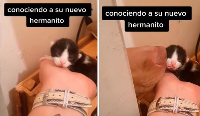 Una joven llevó a su casa a un gatito bebé y se lo presentó a su mascota; sin embargo, quedó conmovida con el amoroso ‘beso’ que le dio como bienvenida. Foto: captura de Facebook