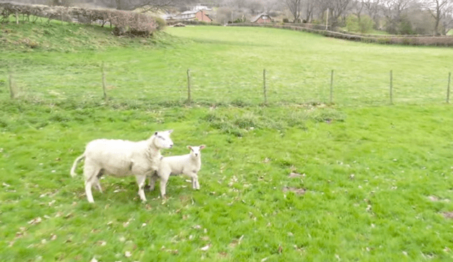 La mamá oveja se sintió amenazada y decidió proteger a sus crías. Foto: captura de YouTube