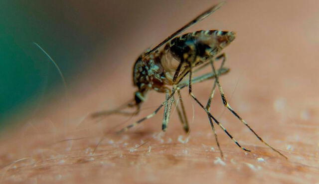 Los mosquitos del género Anopheles transmiten el parásito de la malaria. Foto: AFP