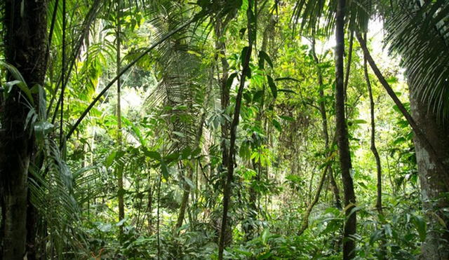 Amazonía tendrá respaldo internacional. Foto: Minam