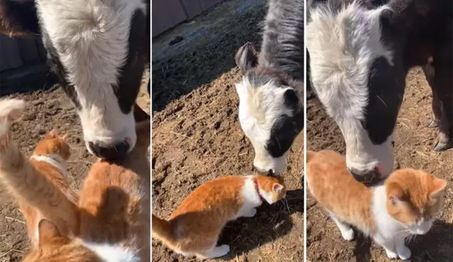 La tierna amistad entre estos animales se volvió viral en las redes sociales. Foto: captura de YouTube