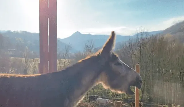 El burro conmovió en las redes al rebuznar de emoción tras ser liberado. Foto: captura de TikTok