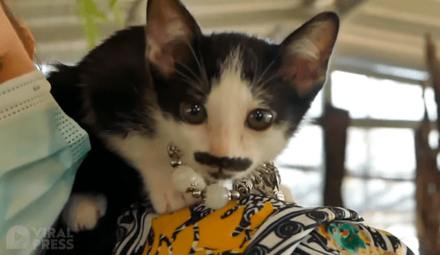 El gatito causó curiosidad por su extraña mancha en forma de bigote y barba. Foto: captura de YouTube