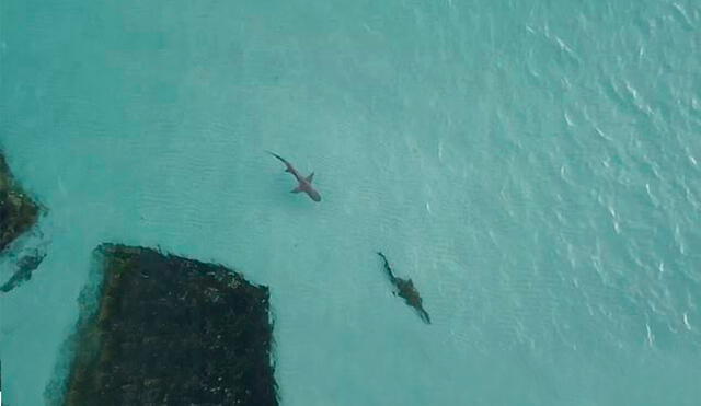 La imagen muestra el momento en el que el reptil es acechado por un tiburón. Foto: Duncan Brotchie
