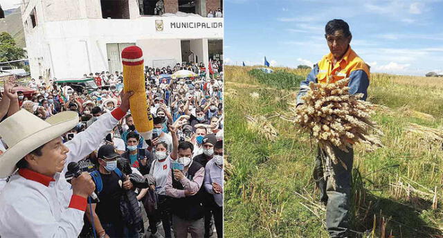 El dato. La comunidad de Paco Cusullaca en Puno está dedicada al agro y ganadería. Por acuerdo de la comunidad decidieron apoyar al profesor Castillo.