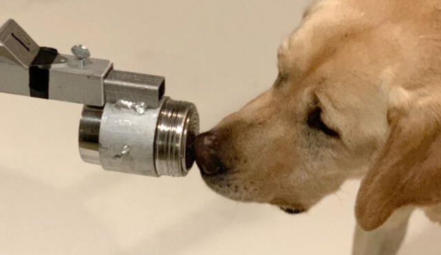 Los perros pueden detectar las muestra positivas si son entrenados. Foto: Universidad de Pensilvania