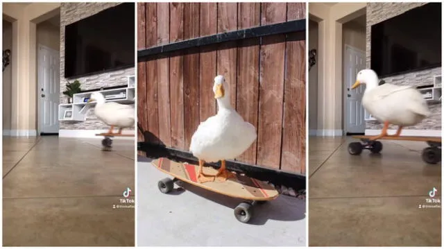 Pato realiza skateboarding frente a sus amigos perros