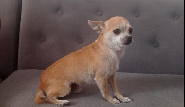 Perrito Chihuahua de cuatro años responde al nombre de Chuy. Foto: Facebook
