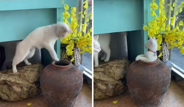 El divertido momento que compartieron los felinos se hizo viral en las redes. Foto: captura de YouTube
