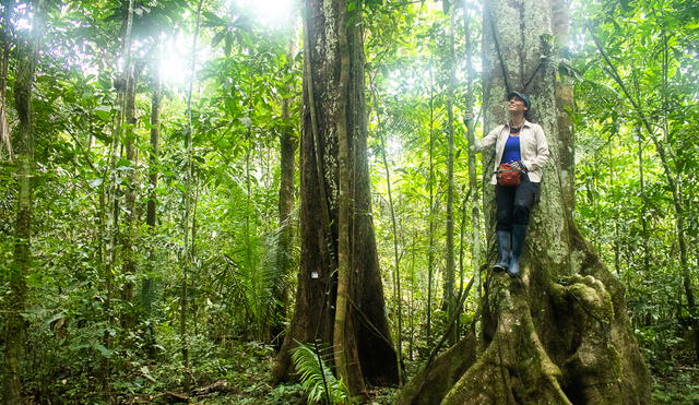 El Shihuahuaco, árbol milenario y tesoro invaluable de la Amazonía. Foto: difusión