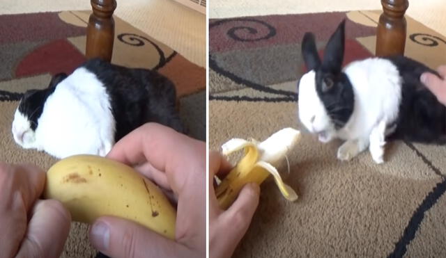 El tierno conejo se robó las miradas de miles de usuarios en las redes sociales. Foto: captura de YouTube