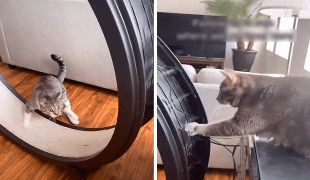 El gatito ayudó a su compañero a ejercitarse en la rueda. Foto: captura de YouTube