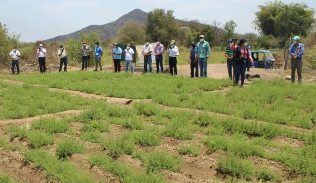 En noviembre, los agricultores de Salas compartieron sus experiencias con autoridades de la región Piura. Foto: Municipalidad de Salas