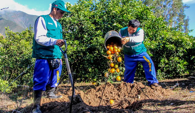Agricultores buscan erradicar la mosca de la fruta. Foto: La República