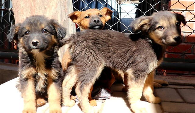 Animalitos en adopción poseen todas sus vacunas y están esterilizados. Foto: Municipalidad de Cerro Colorado