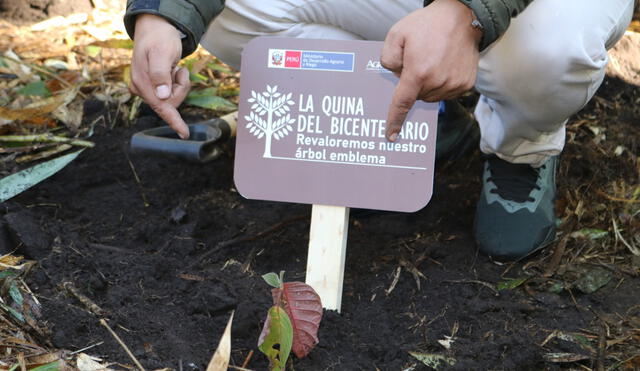 Plantones de la quina fueron instalados por representantes del Ejecutivo. Foto: Municipalidad de Machu Picchu
