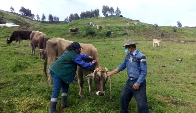 La inmunización del ganado se dará en dos fases a ejecutar entre abril y diciembre. Foto: Senasa