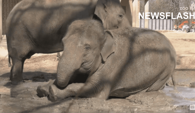 En el clip se observa a los elefantes nadando alegremente en el barro y salpicándose con sus trompas. Foto: captura de YouTube