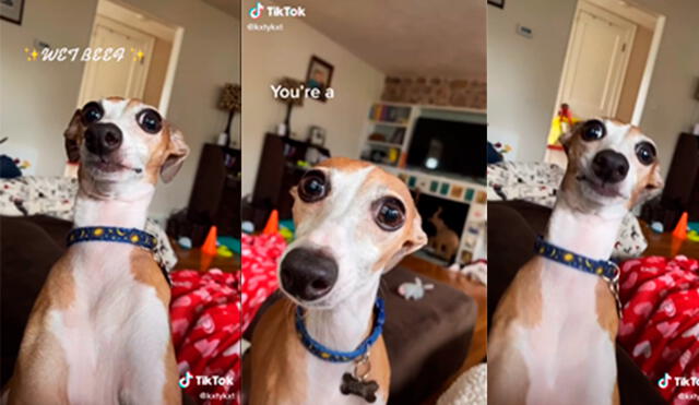 El rostro del perro sorprendió a miles de usuarios. Foto: captura de TikTok