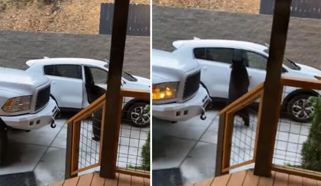 El animal huyó cuando escuchó los gritos de la dueña del auto y el video se volvió viral. Foto: captura de YouTube