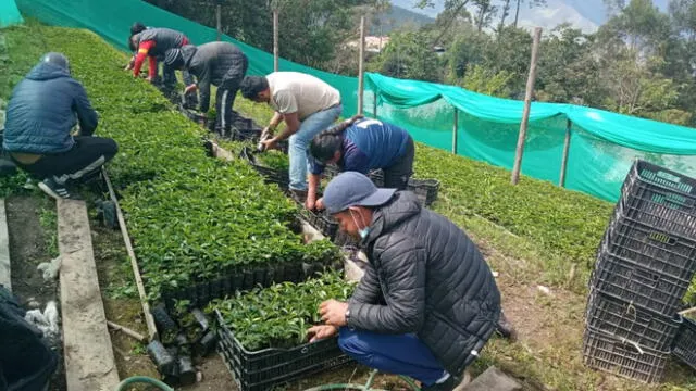 Distribuyen plantones de café mejorado a productores del anexo Paujamarca. Foto: GORE Amazonas