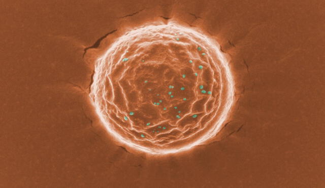 Imagen de microscopio electrónico. La 'nanotrampa', de naranja, se une a partículas del coronavirus, en color cian. Foto: Laboratorio de Huang