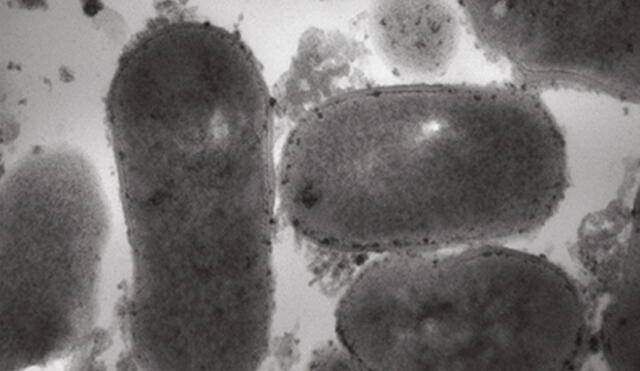 Bacterias de la especie Curtobacterium, usadas en dos experimentos. Foto referencial: Ali hatef Salmanian