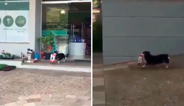 Un joven vio el preciso momento en que un perro callejero salió con una bolsa de croquetas, luego de que aprovechó el descuido de los trabajadores de un local. Foto: captura de Facebook