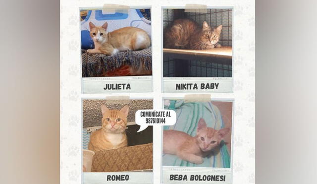 Adopciones pueden ser coordinadas al 987610144. Foto: Instagram/@gatos.plazabolognesi