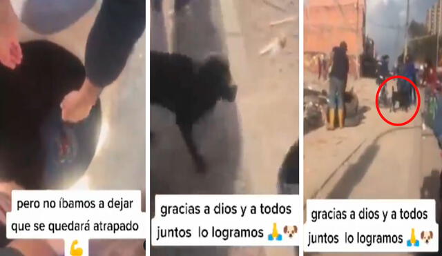 Un grupo de personas reportó el accidente a las autoridades para que puedan salvar la vida de un perrito callejero. Foto: captura de YouTube