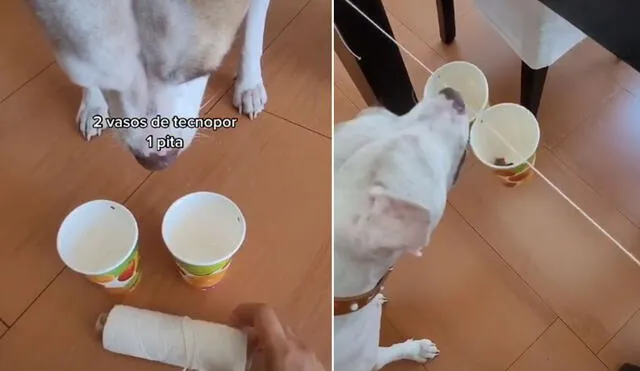 En las redes sociales se ha vuelto viral el sencillo método para adiestrar a los canes Foto: captura de TikTok