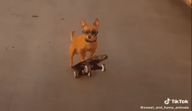 El perro skater es una celebridad con el patín. Foto: captura de TikTok